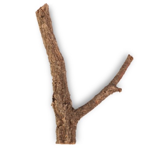 Drzewko z Dębu korkowego 40cm Drzewko z Dębu korkowego 40cm