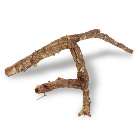 Drzewko z Dębu korkowego 40cm Drzewko z Dębu korkowego 40cm