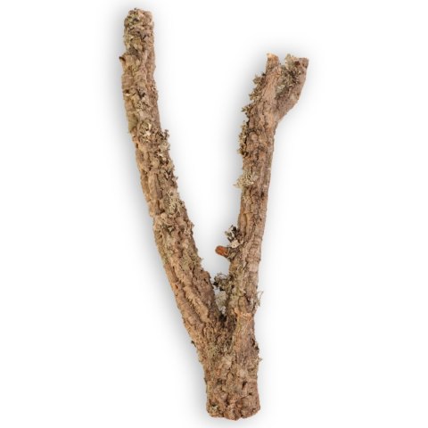 Drzewko z Dębu korkowego 40cm Drzewko z Dębu korkowego 40cm