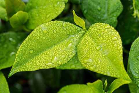 EXO TERRA Monsoon Solo - zraszacz automatyczny 1,5l EXO TERRA Monsoon Solo - zraszacz automatyczny 1,5l