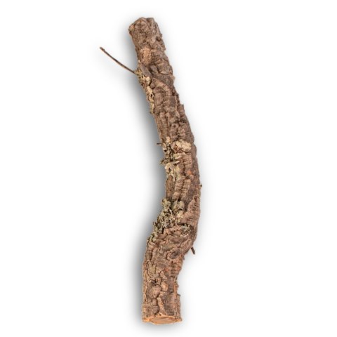 Gałąź z Dębu korkowego 40cm Gałąź z Dębu korkowego 40cm