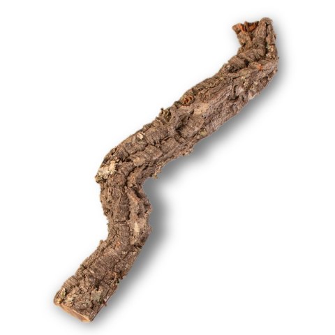 Gałąź z Dębu korkowego 40cm Gałąź z Dębu korkowego 40cm