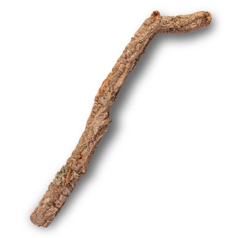 Gałąź z Dębu korkowego 60cm Gałąź z Dębu korkowego 60cm