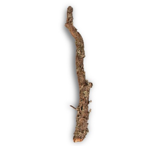 Gałąź z Dębu korkowego 60cm Gałąź z Dębu korkowego 60cm