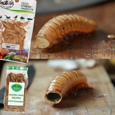 ProBugs Eco-Fresh Grasshopper 8pcs - świeże koniki polne ProBugs Eco-Fresh Grasshopper 8pcs - świeże koniki polne