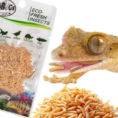 ProBugs Eco-Fresh Riceworm 15g - świeże larwy muchy ProBugs Eco-Fresh Riceworm 15g - świeże larwy muchy