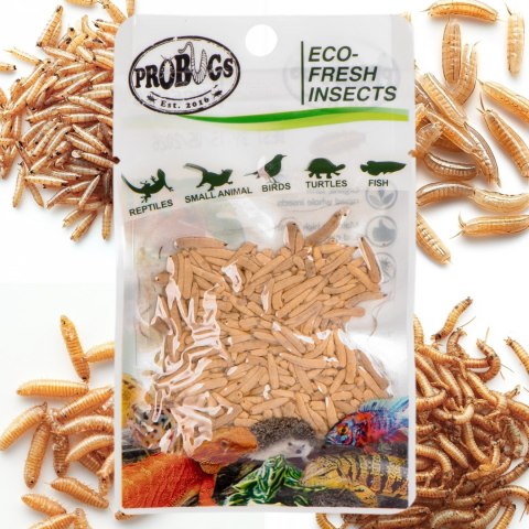 ProBugs Eco-Fresh Riceworm 15g - świeże larwy muchy ProBugs Eco-Fresh Riceworm 15g - świeże larwy muchy