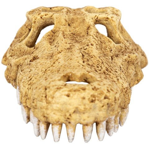 Repti-Zoo Crocodile Skull M - czaszka krokodyla Repti-Zoo Crocodile Skull M - czaszka krokodyla