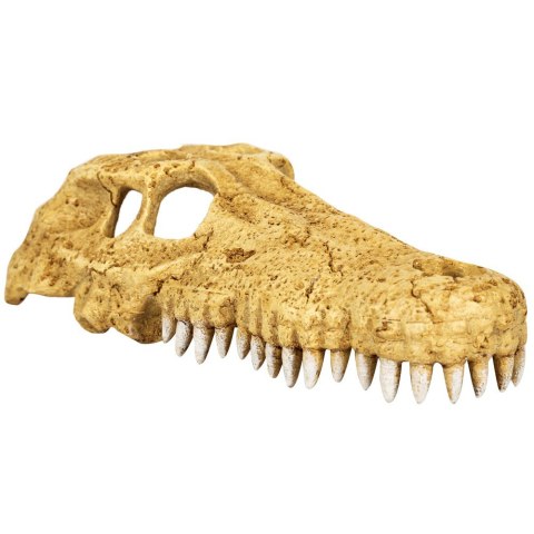 Repti-Zoo Crocodile Skull M - czaszka krokodyla Repti-Zoo Crocodile Skull M - czaszka krokodyla