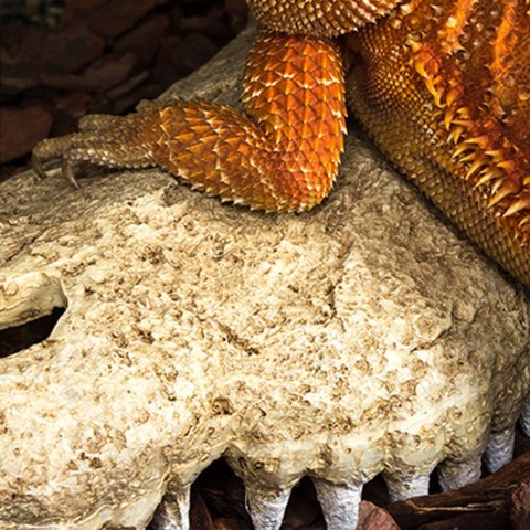 Repti-Zoo Crocodile Skull M - czaszka krokodyla Repti-Zoo Crocodile Skull M - czaszka krokodyla