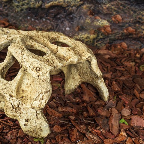 Repti-Zoo Crocodile Skull M - czaszka krokodyla Repti-Zoo Crocodile Skull M - czaszka krokodyla