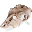 Terrario Buffalo Skull - czaszka bizona do terrarium 21x12x8 cm
