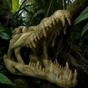 Terrario Crocodile Skull XL - czaszka krokodyla do terrarium 23x11x16 cm