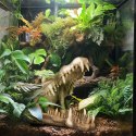 Terrario Crocodile Skull XL - czaszka krokodyla do terrarium 23x11x16 cm