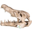 Terrario Crocodile Skull XL - czaszka krokodyla do terrarium 23x11x16 cm