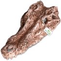 Terrario Crocodile Skull - czaszka krokodyla do terrarium 30x14x9 cm