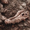Terrario Crocodile Skull - czaszka krokodyla do terrarium 30x14x9 cm