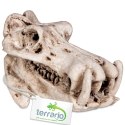 Terrario Hippo Skull - czaszka hipopotama do terrarium 5x3x3 cm