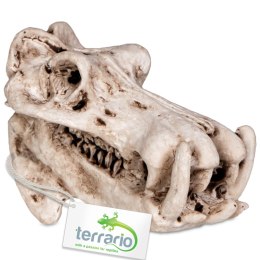 Terrario Hippo Skull - czaszka hipopotama do terrarium 5x3x3 cm