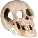 Terrario Human Skull XL - czaszka ludzka do terrarium 15x10x9 cm