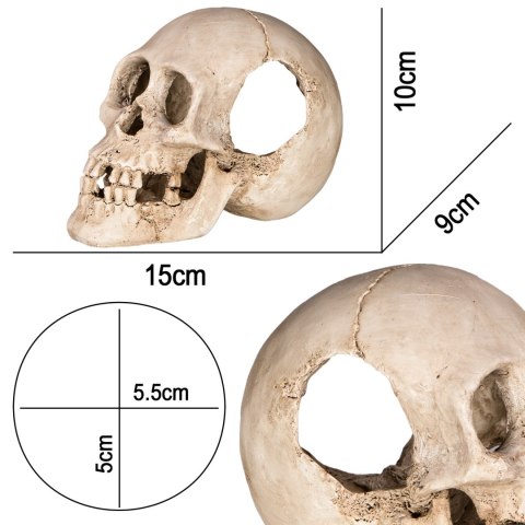 Terrario Human Skull XL - czaszka ludzka do terrarium 15x10x9 cm Terrario Human Skull XL - czaszka ludzka do terrarium 15x10x9 cm