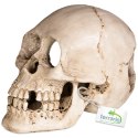 Terrario Human Skull XL - czaszka ludzka do terrarium 15x10x9 cm