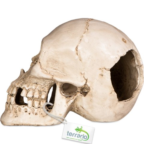 Terrario Human Skull XL - czaszka ludzka do terrarium 15x10x9 cm Terrario Human Skull XL - czaszka ludzka do terrarium 15x10x9 cm