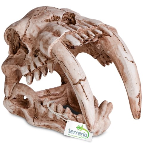 Terrario Sabertooth Skull - czaszka tygrysa do terrarium 13x8,5x11 cm Terrario Sabertooth Skull - czaszka tygrysa do terrarium 13x8,5x11 cm