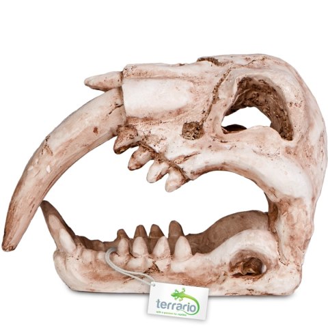 Terrario Sabertooth Skull - czaszka tygrysa do terrarium 13x8,5x11 cm Terrario Sabertooth Skull - czaszka tygrysa do terrarium 13x8,5x11 cm