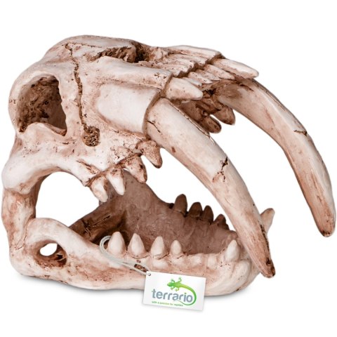 Terrario Sabertooth Skull - czaszka tygrysa do terrarium 13x8,5x11 cm Terrario Sabertooth Skull - czaszka tygrysa do terrarium 13x8,5x11 cm