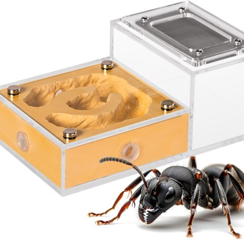 Ant Expert Gold Kingdom - formikarium akrylowe Ant Expert Gold Kingdom - formikarium akrylowe