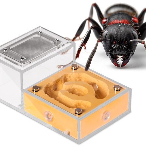 Ant Expert Gold Kingdom - formikarium akrylowe Ant Expert Gold Kingdom - formikarium akrylowe