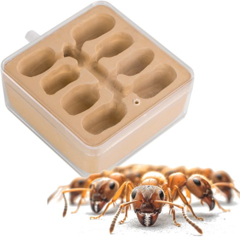 Ant Expert New World - dodatkowa część gniazdowa Ant Expert New World - dodatkowa część gniazdowa