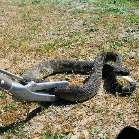 Repti-zoo Snake Tong - metalowy chwytak do węży 100cm Repti-zoo Snake Tong - metalowy chwytak do węży 100cm
