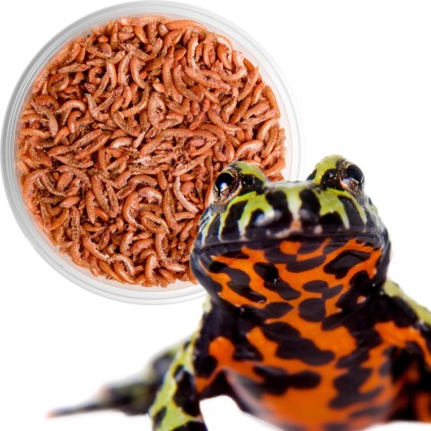 Terrario Repti Bites Gammarus 250ml - kiełż zdrojowy suszony Terrario Repti Bites Gammarus 250ml - kiełż zdrojowy suszony