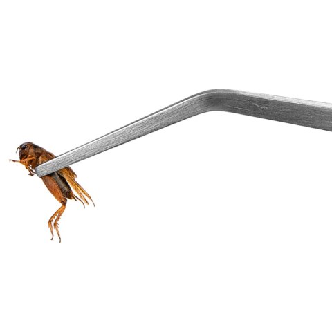 Terrario ViperTweez Bent XXL - pęseta zagięta 48cm Terrario ViperTweez Bent XXL - pęseta zagięta 48cm