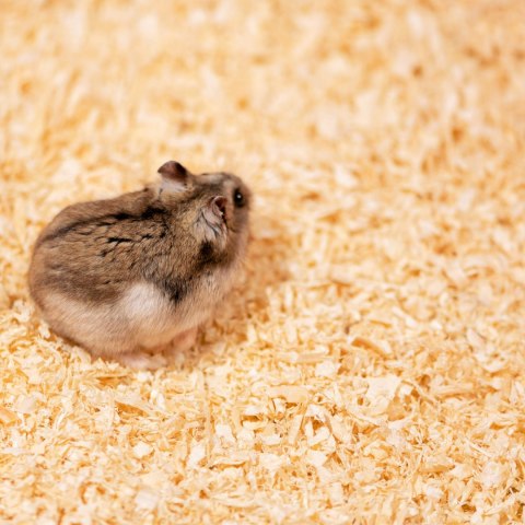Terrario Ark Softnest 1kg - trociny dla gryzoni 15l Terrario Ark Softnest 1kg - trociny dla gryzoni 15l