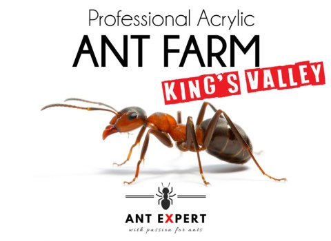Ant Expert King's Valley - formikarium akrylowe profesjonalne Ant Expert King's Valley - formikarium akrylowe profesjonalne