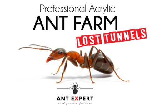 Ant Expert Lost Tunnels - formikarium akrylowe profesjonalne Ant Expert Lost Tunnels - formikarium akrylowe profesjonalne