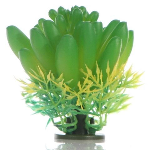 Bello Plant - The Bulb Succulent - roślina S do obrazów 3D Bello Plant - The Bulb Succulent - roślina S do obrazów 3D