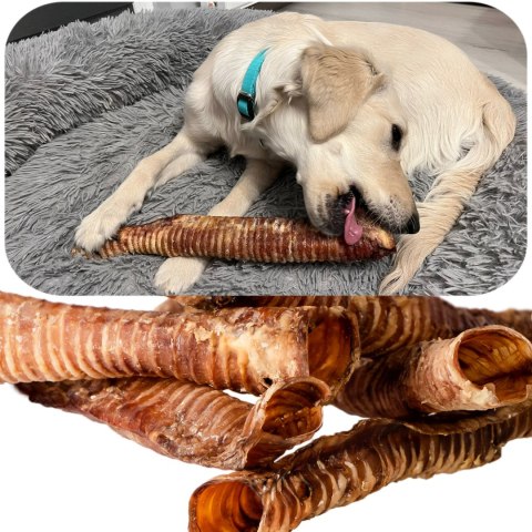 Dogario Bonni Beef Throat XL - chrupki gryzak 30cm - 40cm Dogario Bonni Beef Throat XL - chrupki gryzak 30cm - 40cm