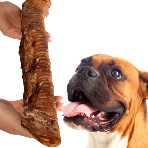 Dogario Bonni Beef Throat XL - chrupki gryzak 30cm - 40cm Dogario Bonni Beef Throat XL - chrupki gryzak 30cm - 40cm
