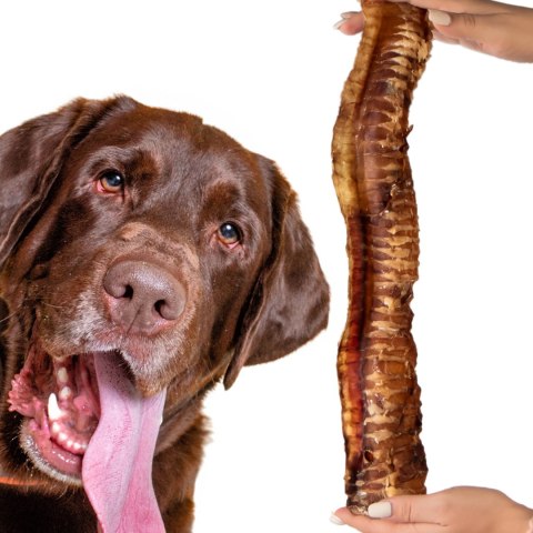 Dogario Bonni Beef Throat XL - chrupki gryzak 30cm - 40cm Dogario Bonni Beef Throat XL - chrupki gryzak 30cm - 40cm
