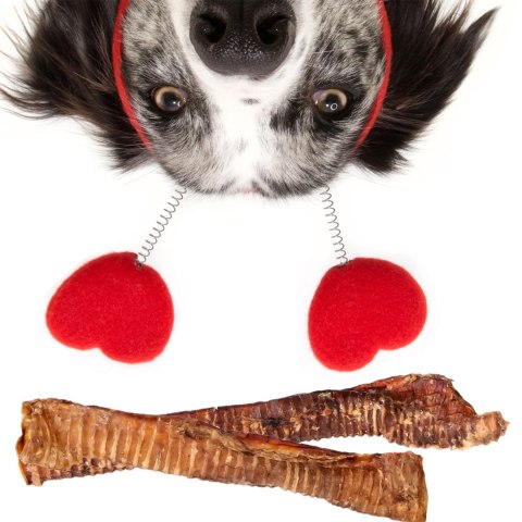 Dogario Bonni Beef Throat XL - chrupki gryzak 30cm - 40cm Dogario Bonni Beef Throat XL - chrupki gryzak 30cm - 40cm