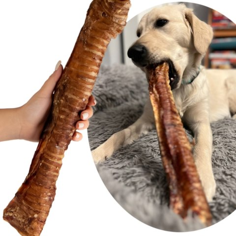 Dogario Bonni Beef Throat XXL - chrupki gryzak 40cm - 50cm Dogario Bonni Beef Throat XXL - chrupki gryzak 40cm - 50cm