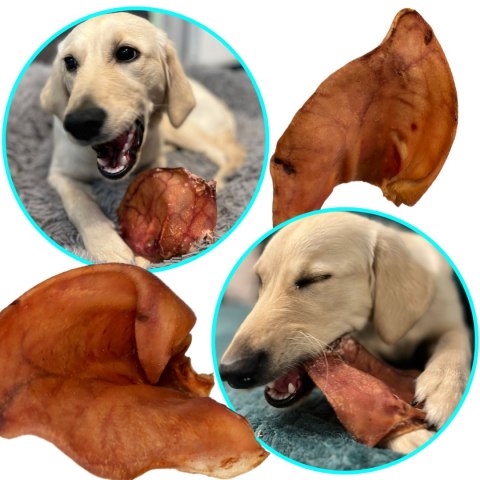 Dogario Bonni Pig's Ear L - duże wieprzowe ucho gryzak dla psa Dogario Bonni Pig's Ear L - duże wieprzowe ucho gryzak dla psa
