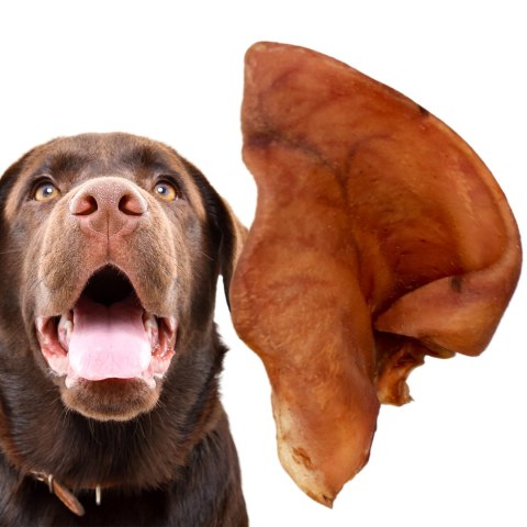 Dogario Bonni Pig's Ear L - duże wieprzowe ucho gryzak dla psa Dogario Bonni Pig's Ear L - duże wieprzowe ucho gryzak dla psa