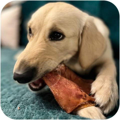 Dogario Bonni Pig's Ear L - duże wieprzowe ucho gryzak dla psa Dogario Bonni Pig's Ear L - duże wieprzowe ucho gryzak dla psa