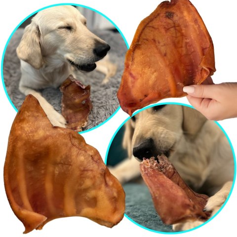 Dogario Bonni Pig's Ear L - duże wieprzowe ucho oferta hurtowa x50 Dogario Bonni Pig's Ear L - duże wieprzowe ucho oferta hurtowa x50