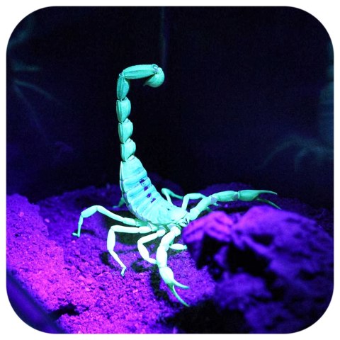 Repti-Zoo Mini UV LED 6W - Lampa LED fioletowa UV dla skorpionów Repti-Zoo Mini UV LED 6W - Lampa LED fioletowa UV dla skorpionów